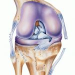 Hip, Thigh, Knee -- Distance-Learning Course